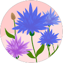 Katariina Tillgren profile picture